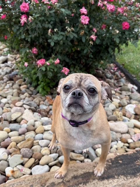 Enlarge Idaho, a ADOPTABLE Puggle in East Sparta, OH image 2/6