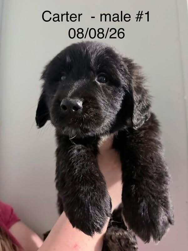 Enlarge Carter Green, a Adoptable mixed breed in Waunakee, WI image 1/2