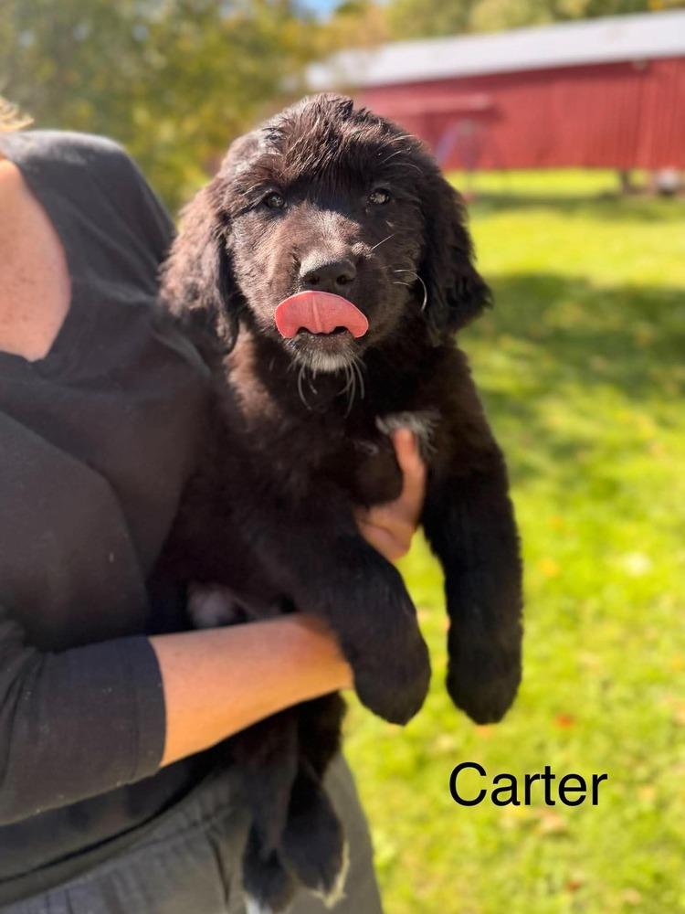 Enlarge Carter Green, a Adoptable mixed breed in Waunakee, WI image 2/2