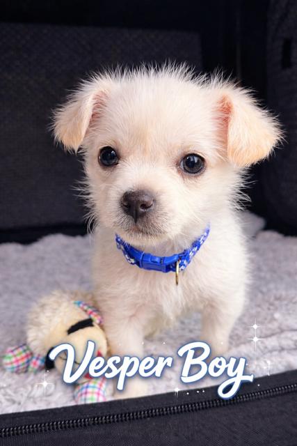 Enlarge Vesper , an adopted mixed breed in Kirkland , WA image 1/5