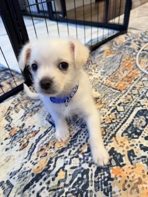 Enlarge Vesper , an adopted mixed breed in Kirkland , WA image 4/5