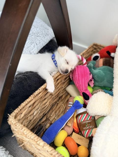 Enlarge Vesper , an adopted mixed breed in Kirkland , WA image 3/5