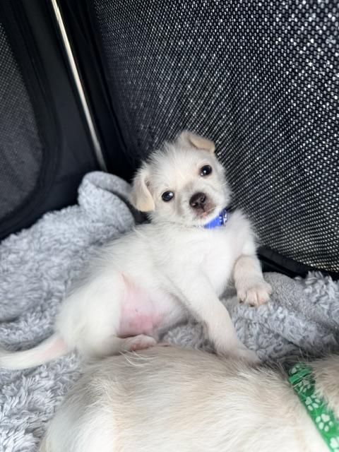 Enlarge Vesper , an adopted mixed breed in Kirkland , WA image 2/5