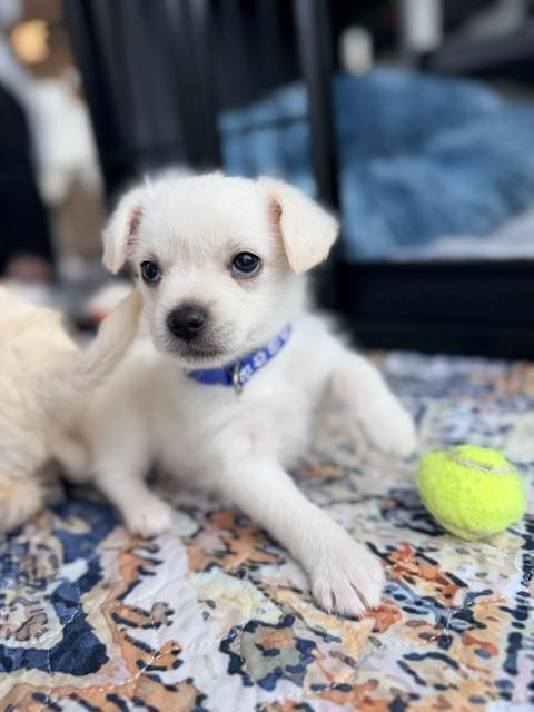 Enlarge Vesper , an adopted mixed breed in Kirkland , WA image 5/5