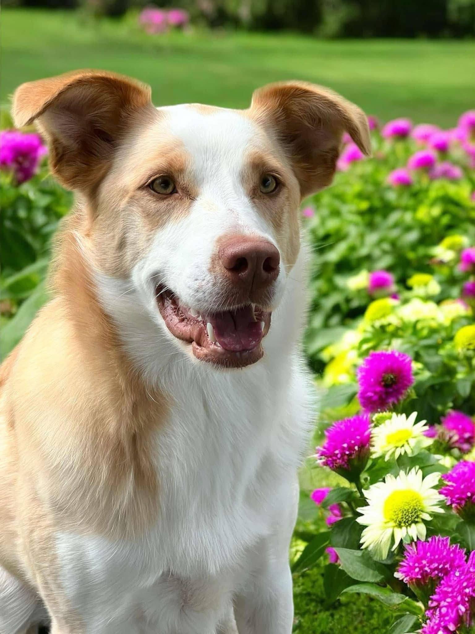 Nala photo 1