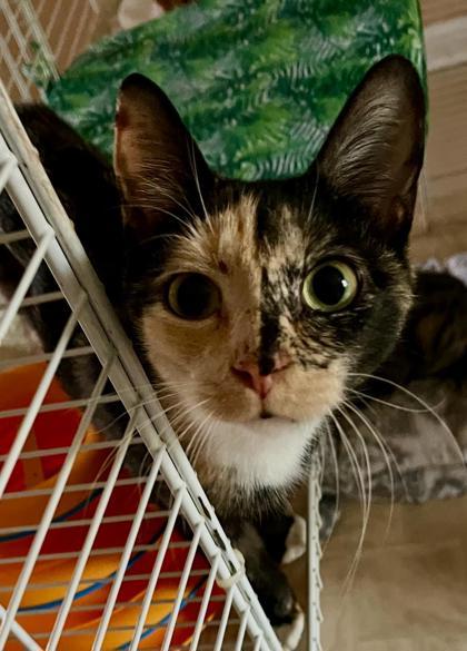 Meadow, a Adoptable mixed breed in New York, NY image 1/3