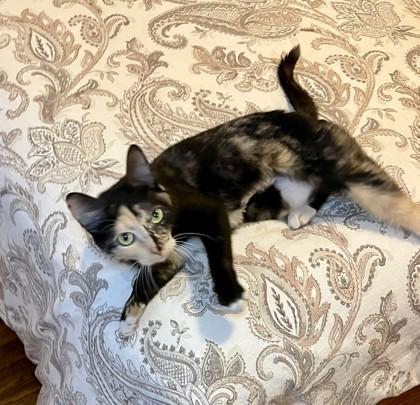 Meadow, a Adoptable mixed breed in New York, NY image 3/3