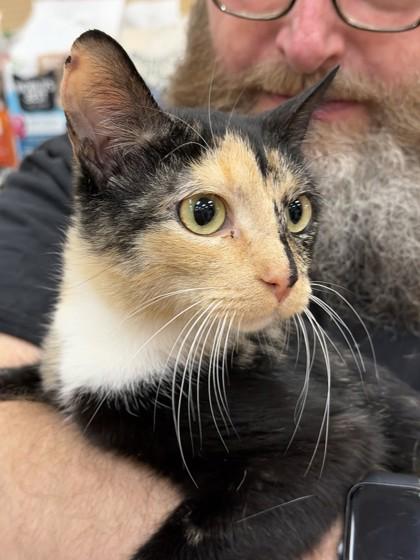 Meadow, a Adoptable mixed breed in New York, NY image 2/6