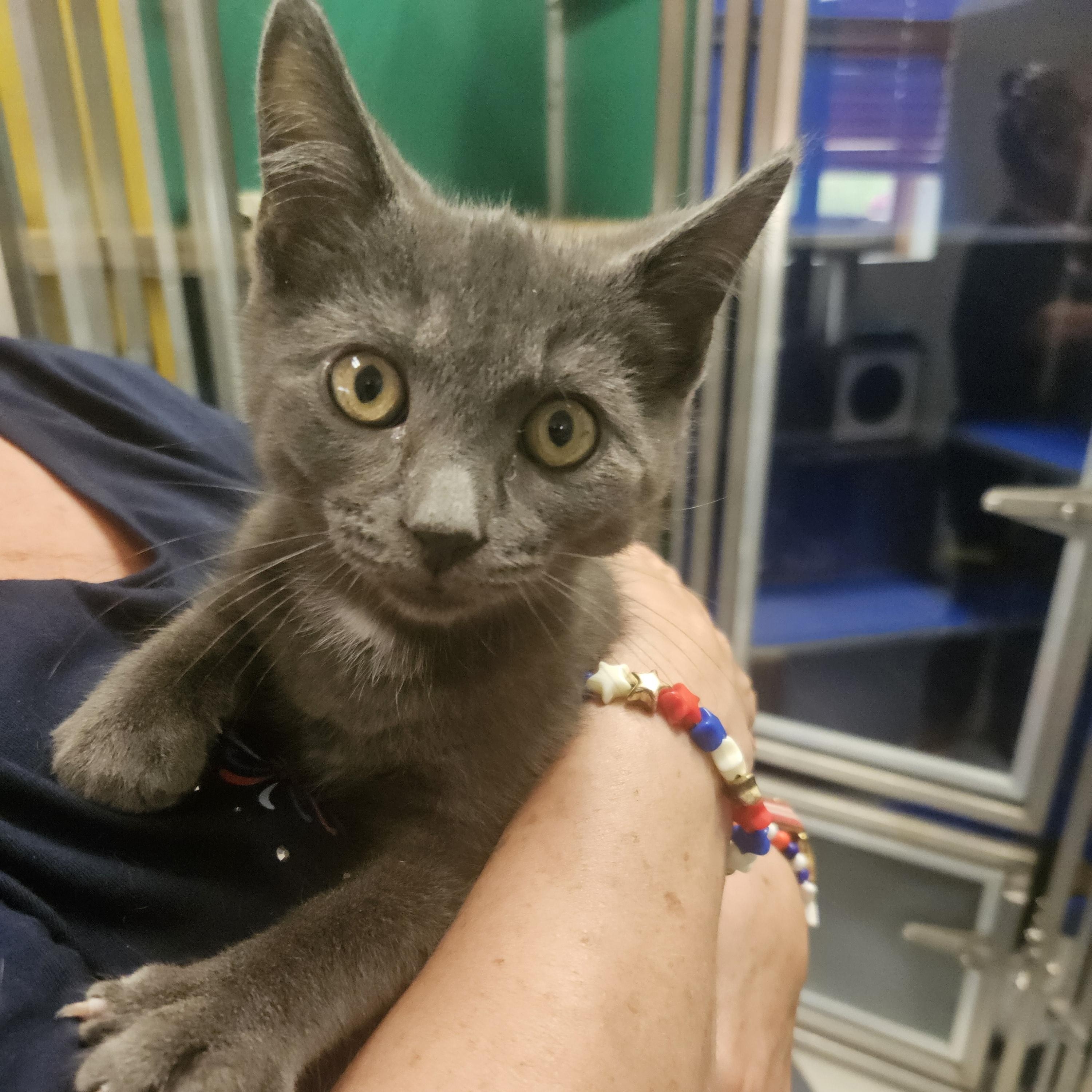 Truffle, adopted, Kitten Male Domestic Short Hair.