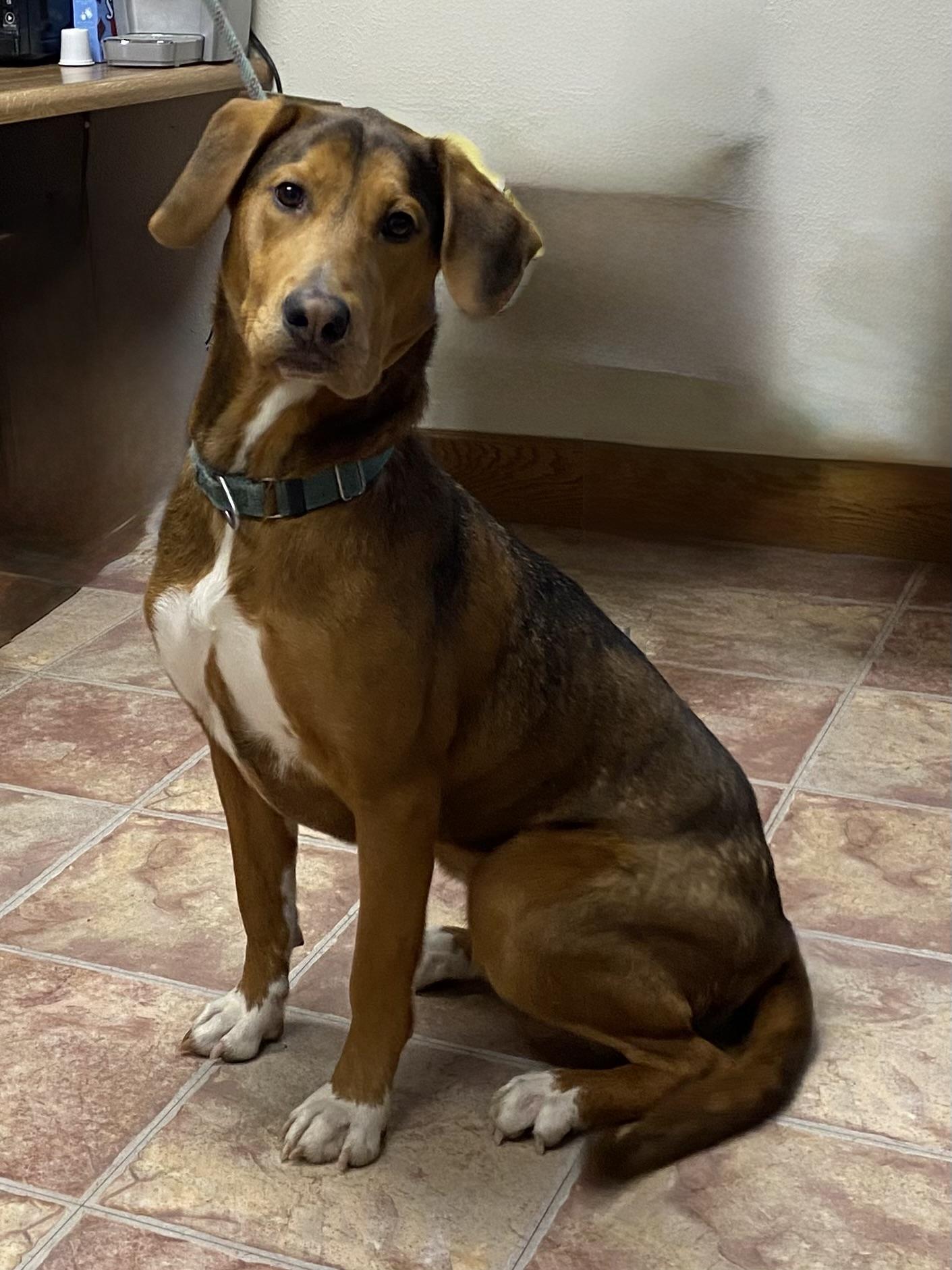 Tira, an adoptable Mixed Breed in Choteau, MT, 59422 | Photo Image 1