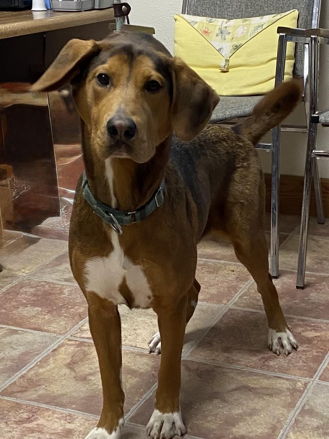 Tira, an adoptable Mixed Breed in Choteau, MT, 59422 | Photo Image 2