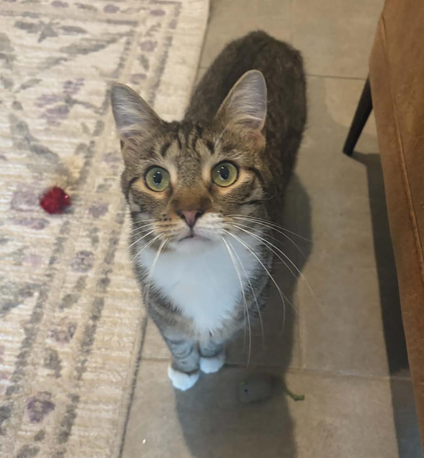 Enlarge Emerald, a ADOPTABLE Domestic Short Hair in Rochester, NY image 5/5