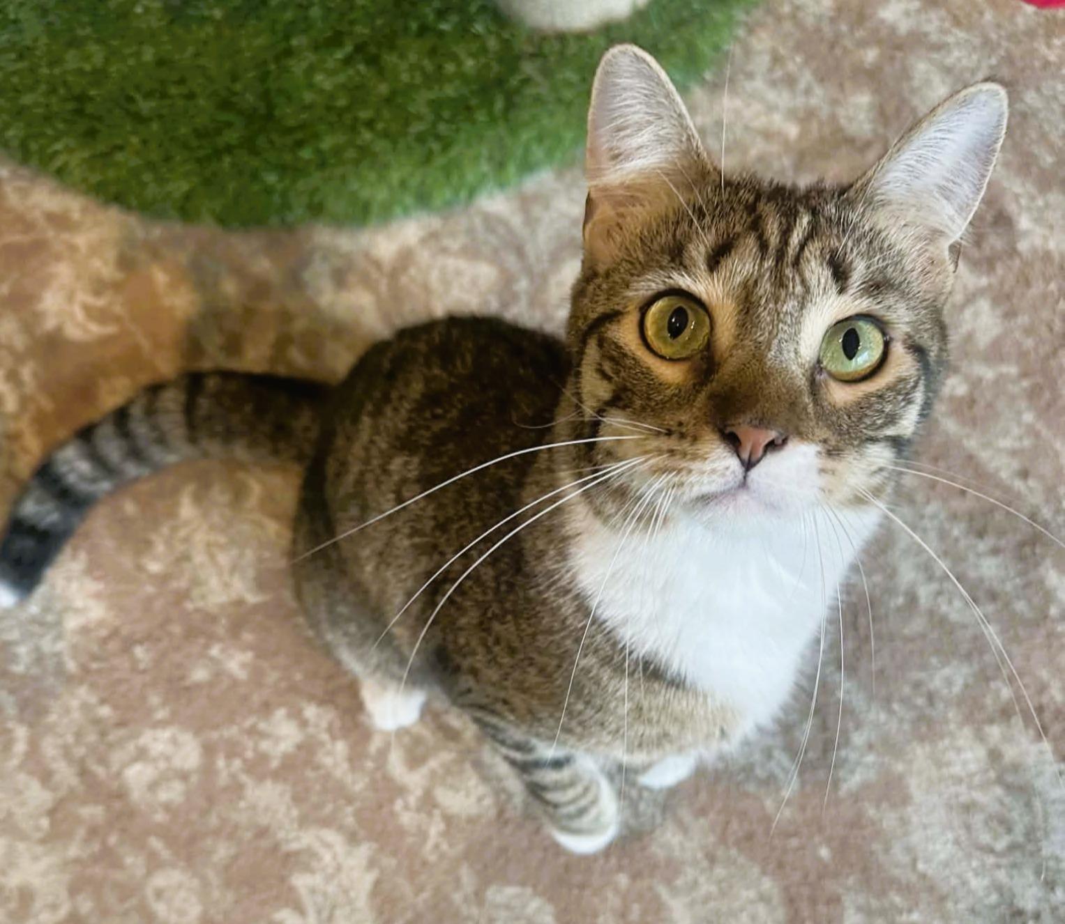 Enlarge Emerald, a ADOPTABLE Domestic Short Hair in Rochester, NY image 3/5