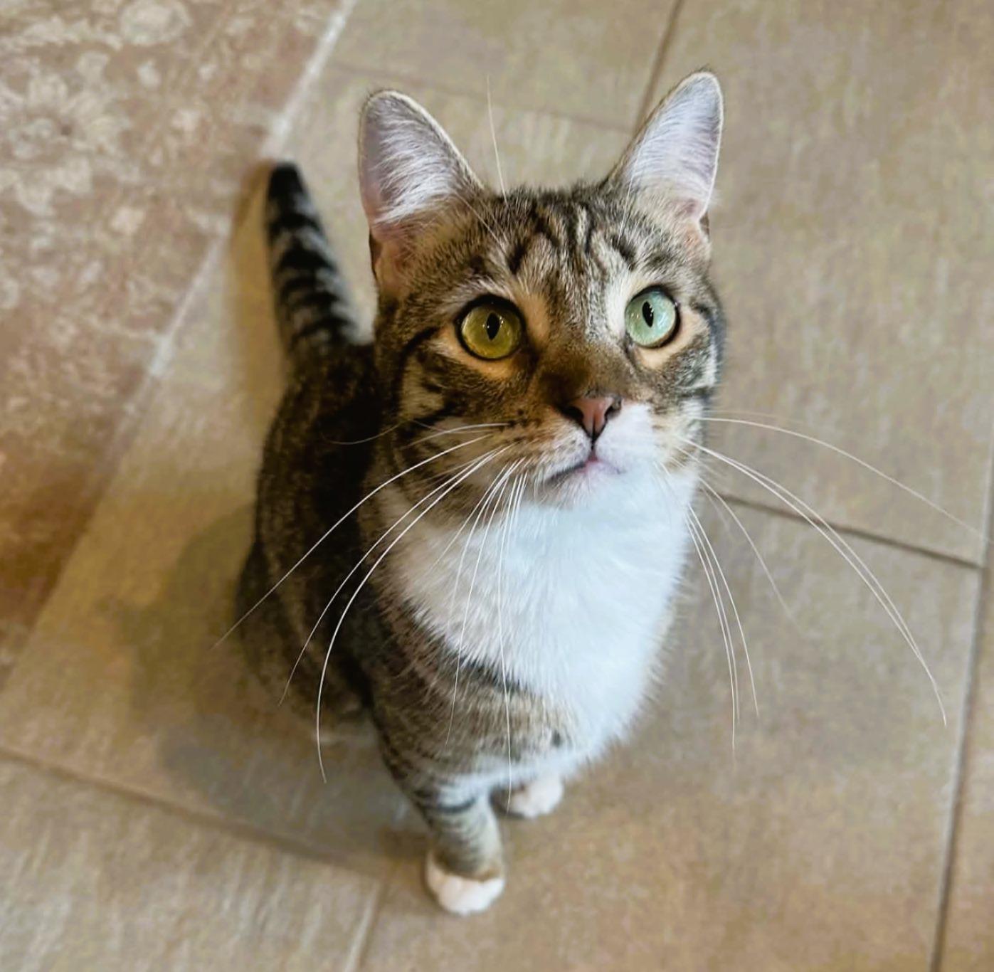 Enlarge Emerald, a ADOPTABLE Domestic Short Hair in Rochester, NY image 4/5