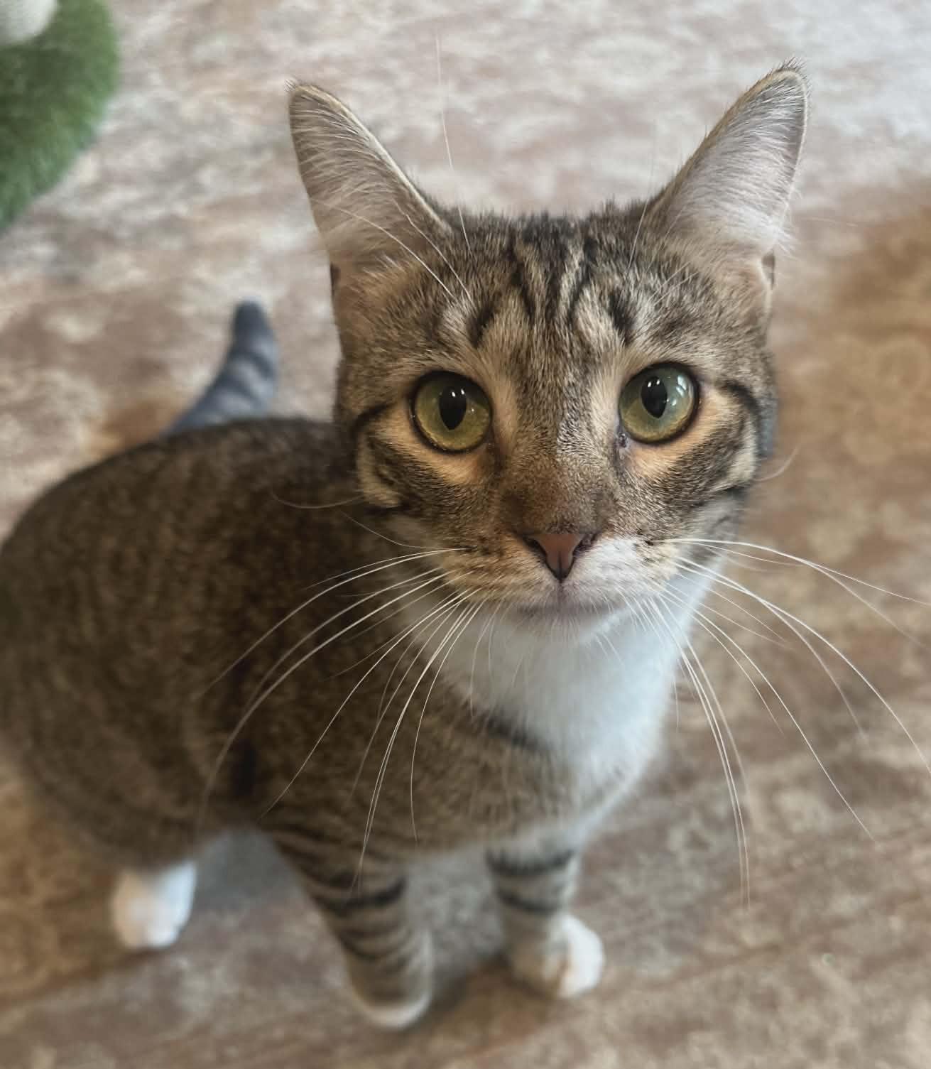 Emerald, ADOPTABLE, Young Male Domestic Short Hair.