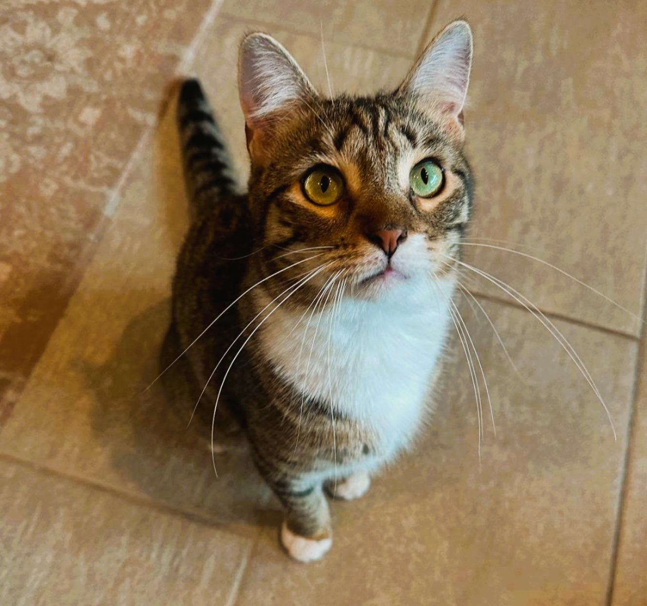 Enlarge Emerald, a ADOPTABLE Domestic Short Hair in Rochester, NY image 2/5