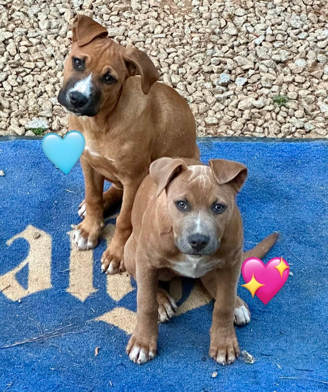 Mickey, ADOPTABLE, Puppy Male Mixed Breed.