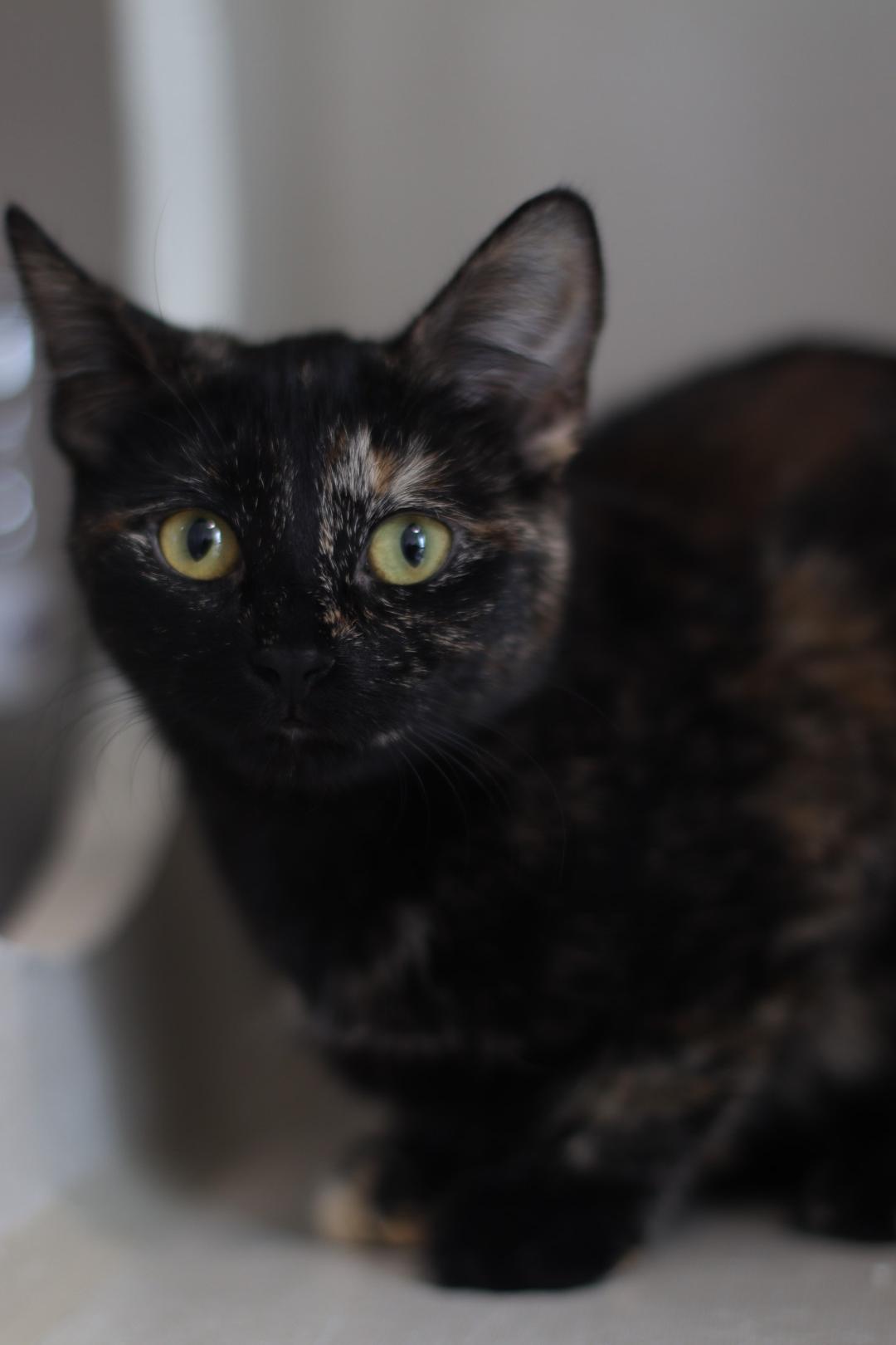Mira, Adoptable, Young Female Domestic Short Hair.