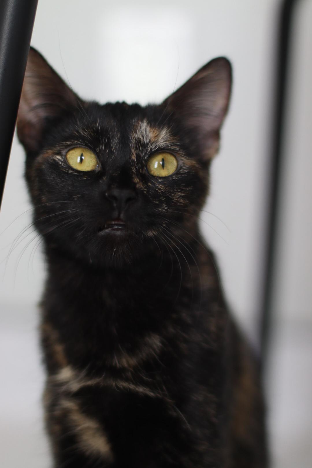 Enlarge Mira, a Adoptable mixed breed in Steinbach, MB image 2/6