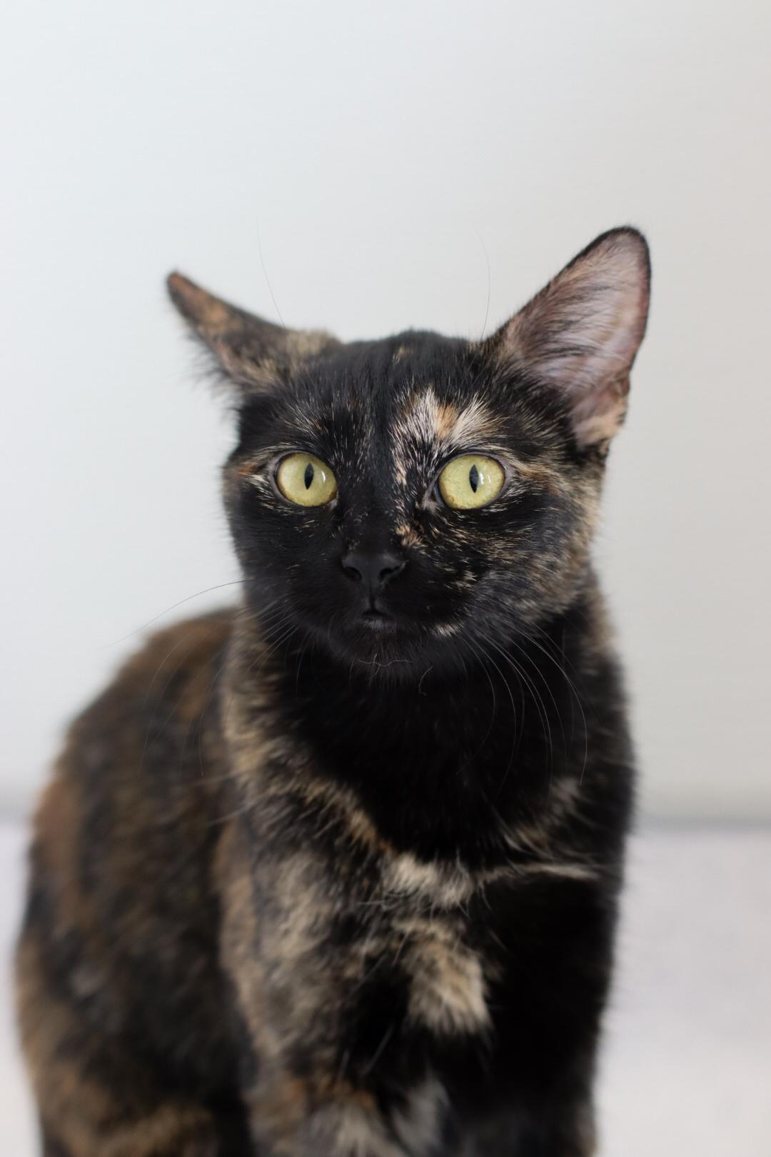 Enlarge Mira, a Adoptable mixed breed in Steinbach, MB image 3/6