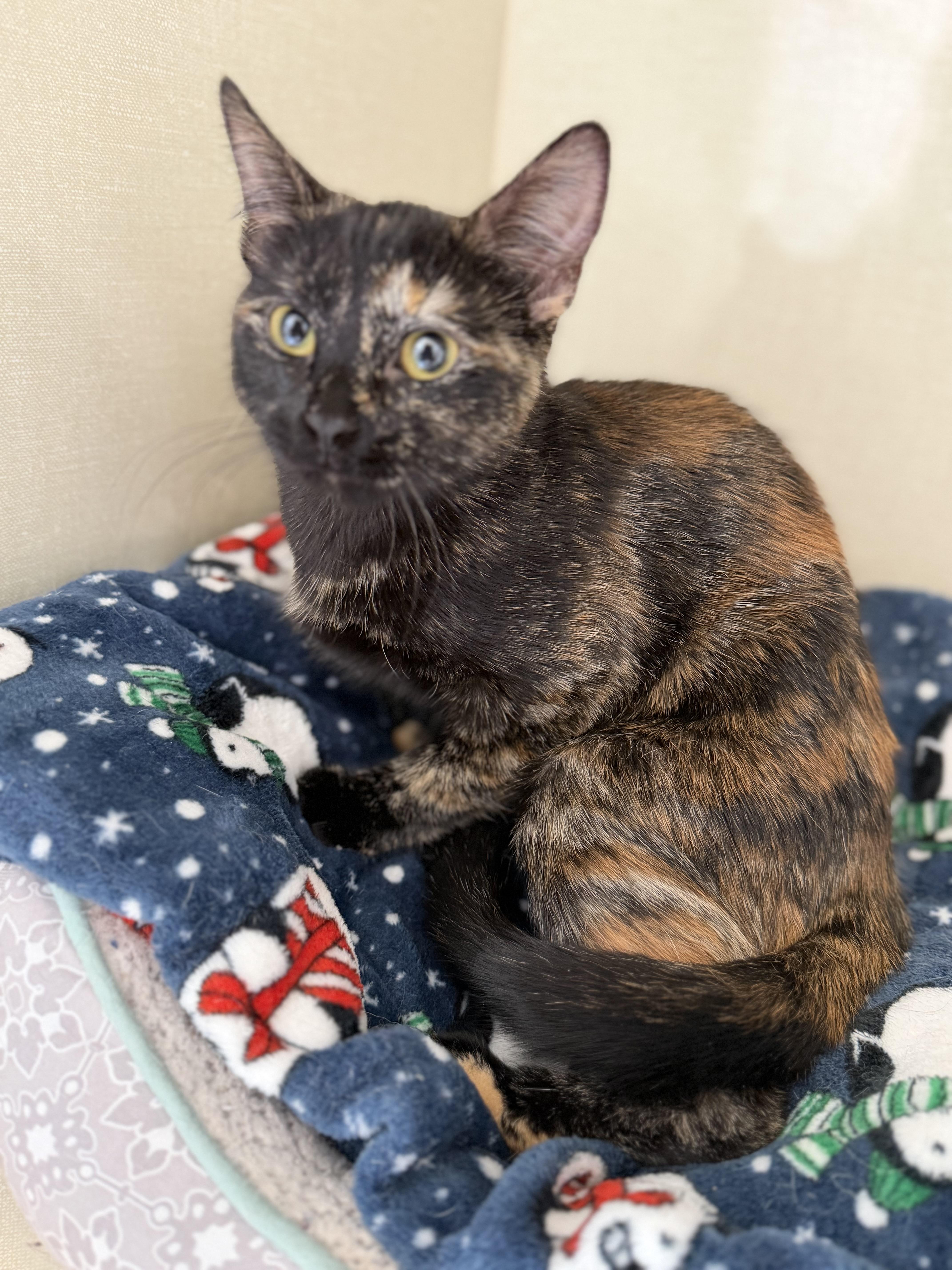 Enlarge Mira, a Adoptable mixed breed in Steinbach, MB image 4/6
