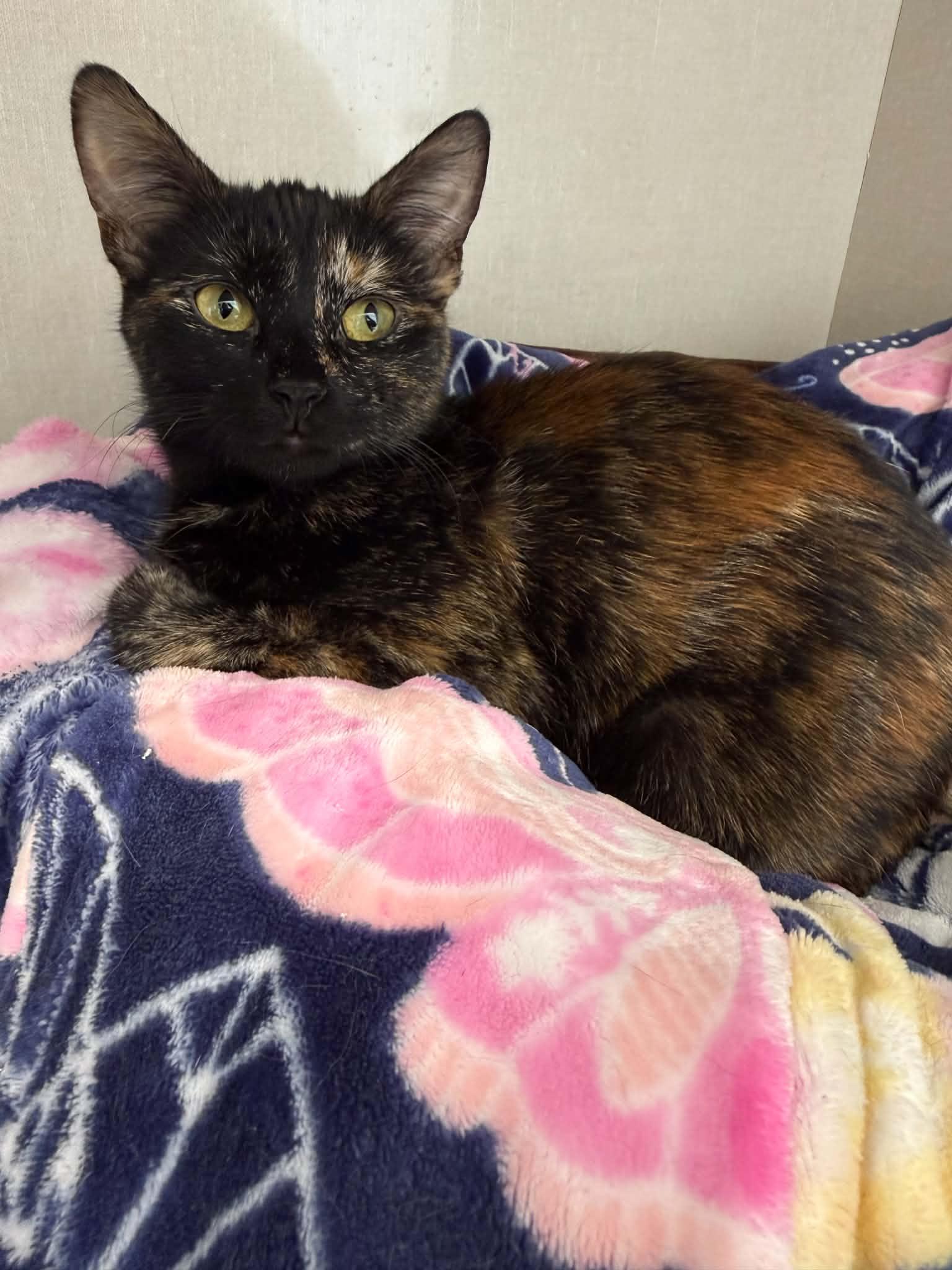 Enlarge Mira, a Adoptable mixed breed in Steinbach, MB image 5/6
