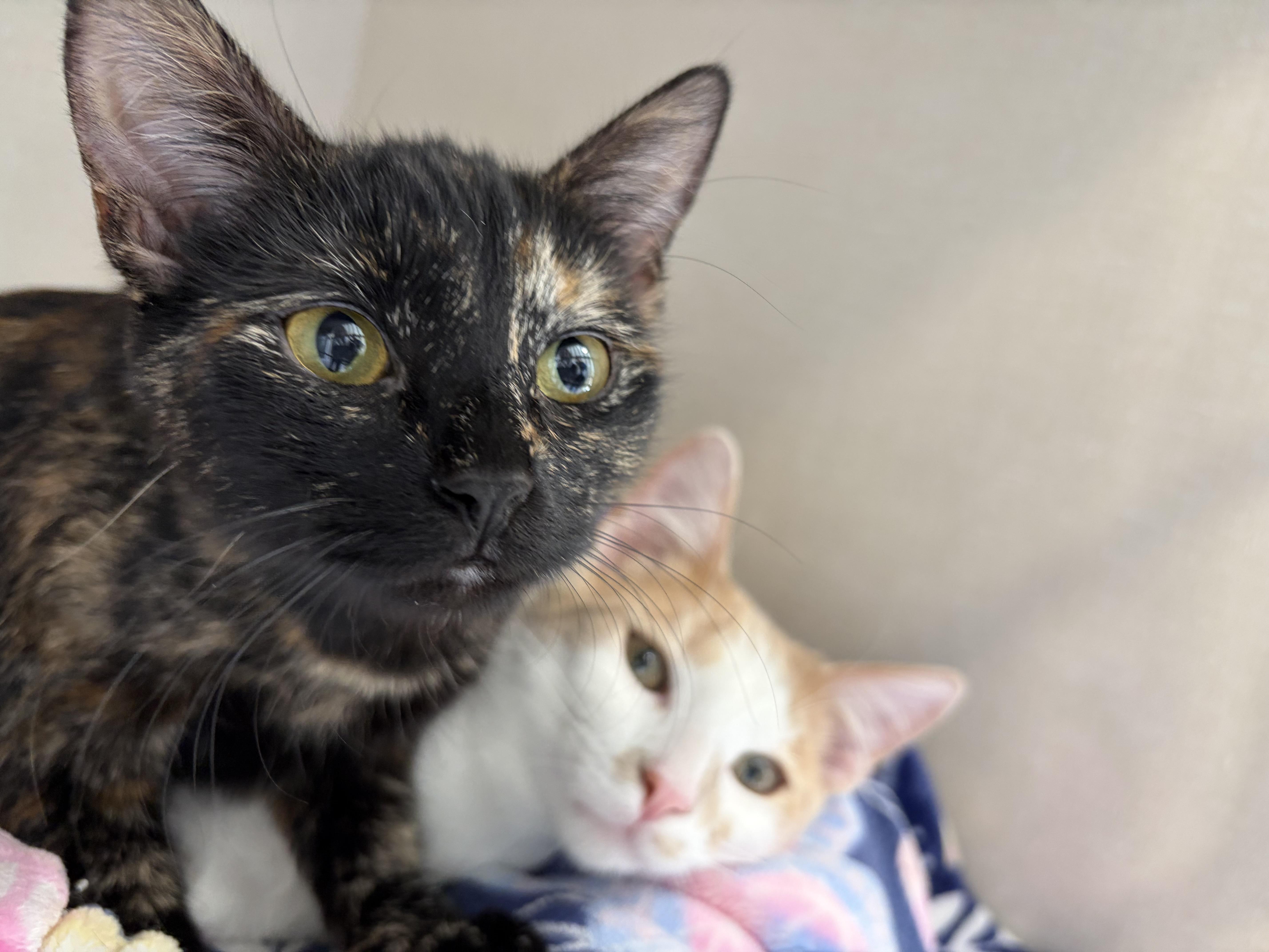 Enlarge Mira, a Adoptable mixed breed in Steinbach, MB image 6/6