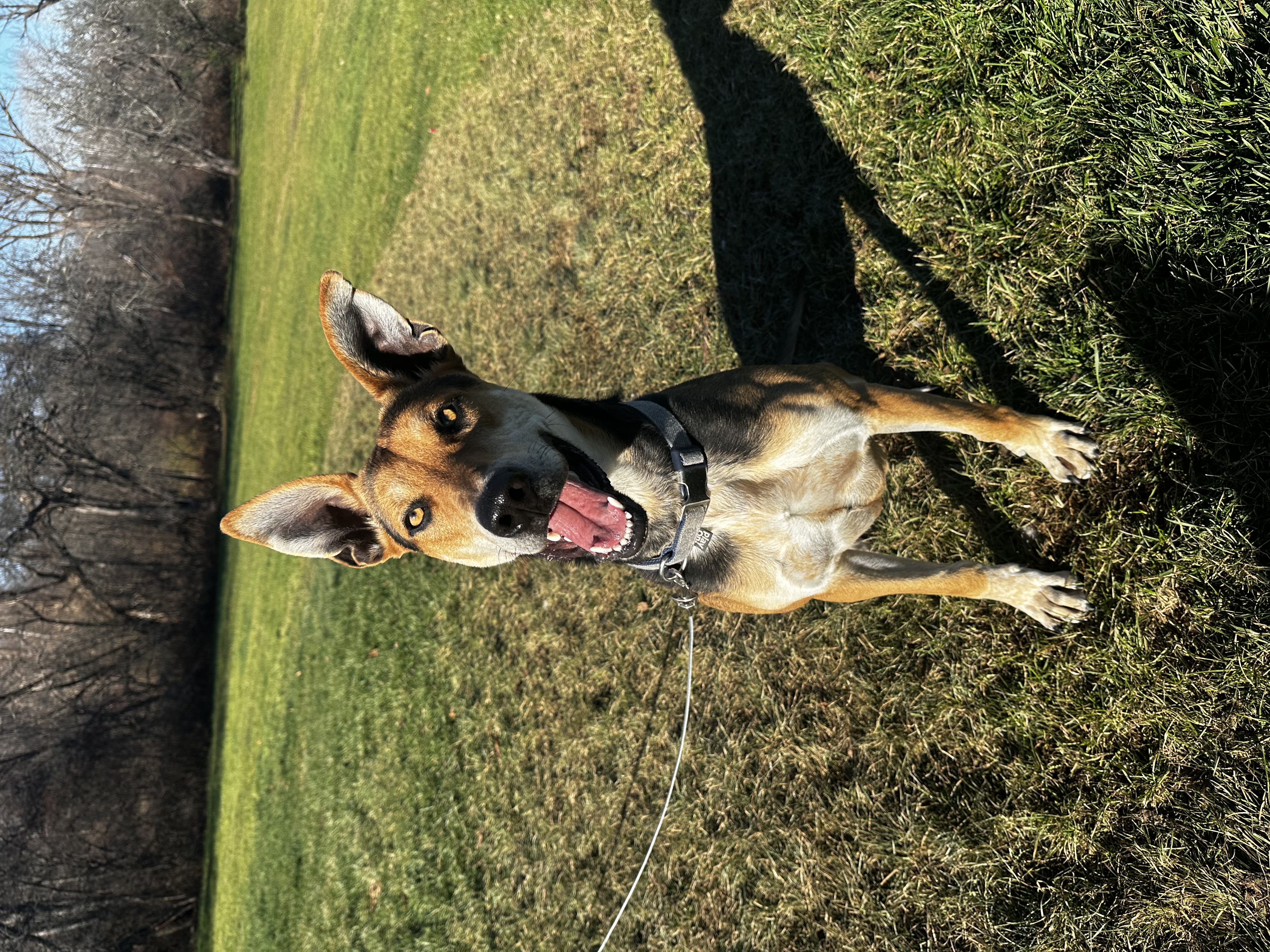 Bruce, Adoptable, Adult Male Carolina Dog & German Shepherd Dog.