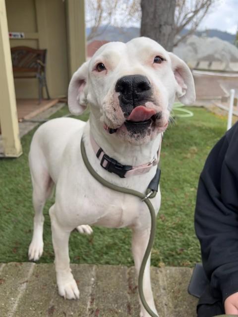 Enlarge Valentine, a ADOPTABLE Pit Bull Terrier in Phoenix, OR image 1/1