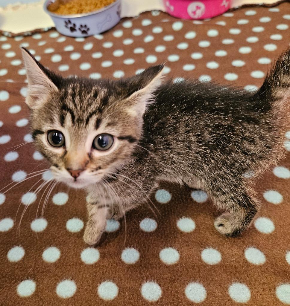 Citrine, Adoptable, Kitten Female Domestic Short Hair.
