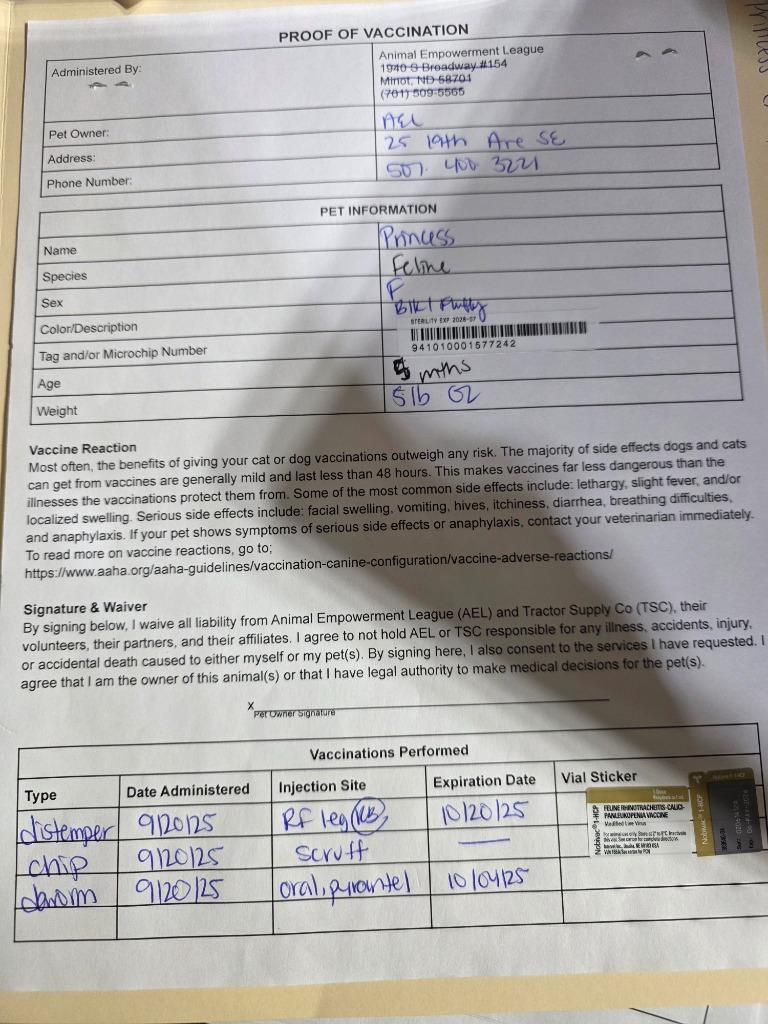 Enlarge Princess, a Adoptable mixed breed in Minot, ND image 1/4