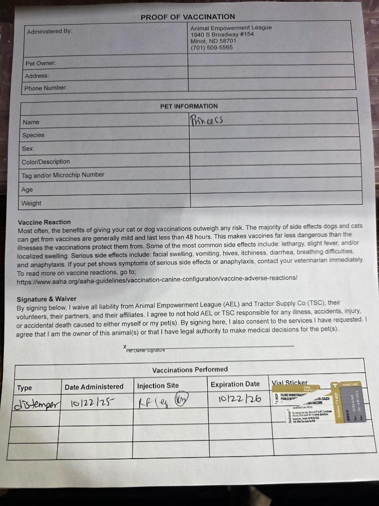 Enlarge Princess, a Adoptable mixed breed in Minot, ND image 3/4