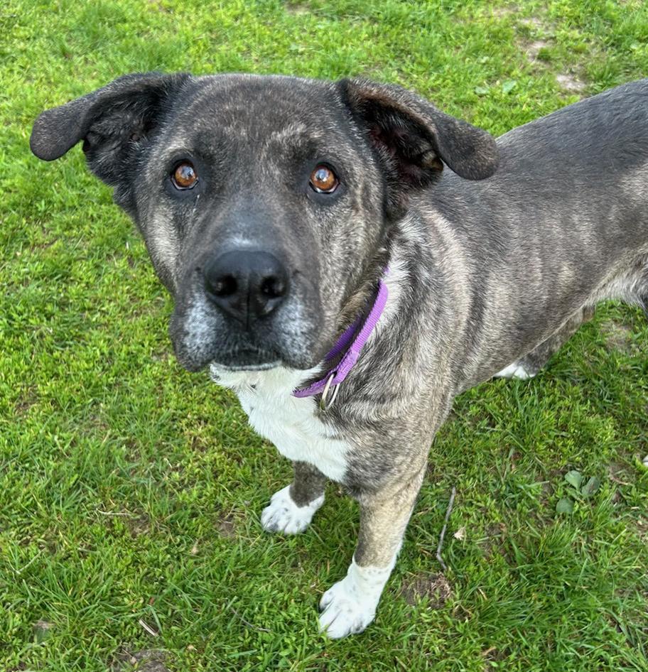 Enlarge Kiara, a Adoptable Mixed Breed in Neillsville, WI image 3/5