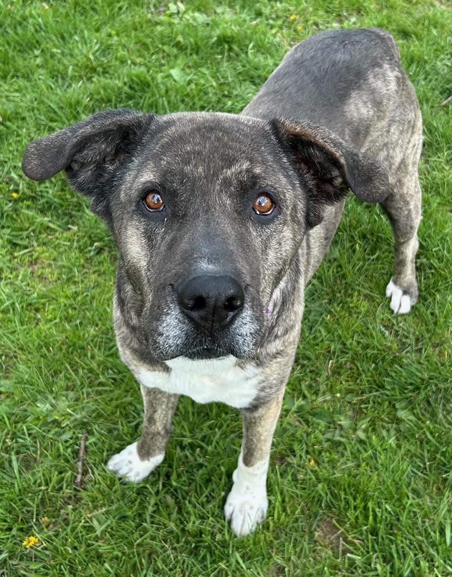Enlarge Kiara, a Adoptable Mixed Breed in Neillsville, WI image 2/5