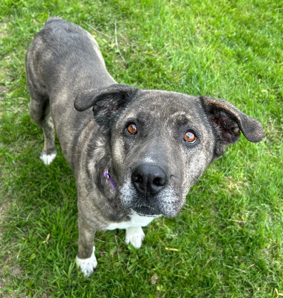 Enlarge Kiara, a Adoptable Mixed Breed in Neillsville, WI image 5/5