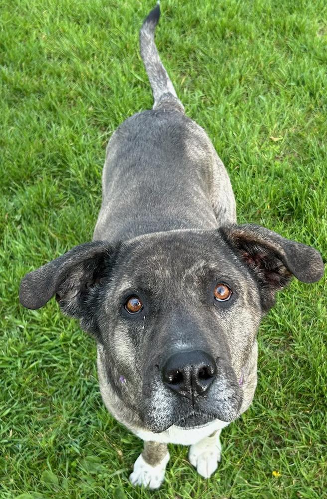 Enlarge Kiara, a Adoptable Mixed Breed in Neillsville, WI image 4/5
