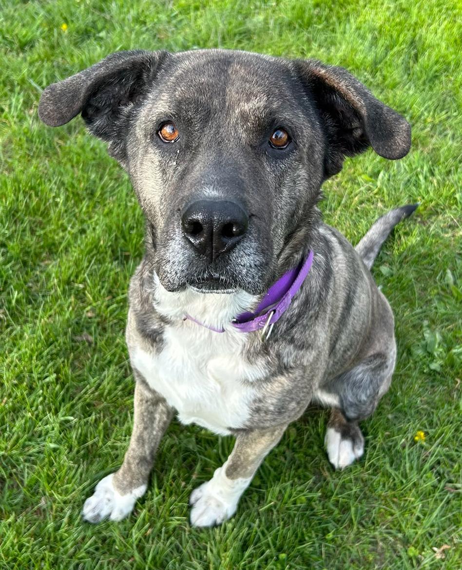 Kiara, Adoptable, Adult Female Mixed Breed.