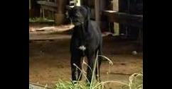 Enlarge Lester, a Adoptable Great Dane in Owenton, KY image 2/2