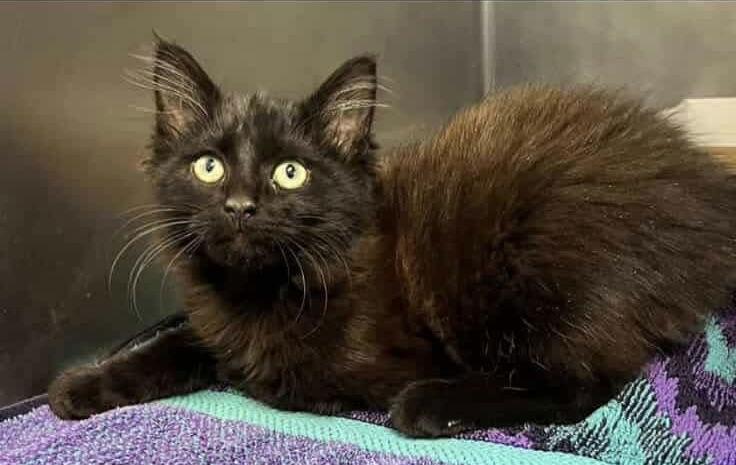 Coca-Cola, Adopted, Kitten Male Maine Coon & Norwegian Forest Cat.