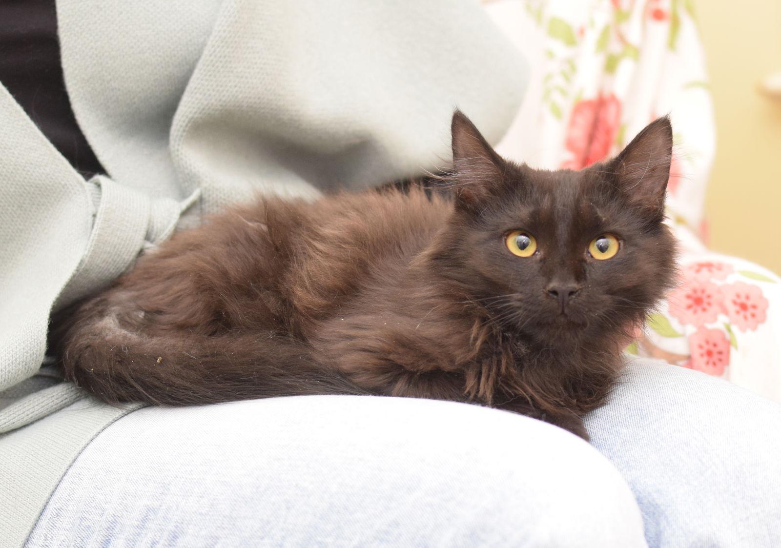 Coca-Cola, a Adoptable mixed breed in Hockessin, DE image 3/3