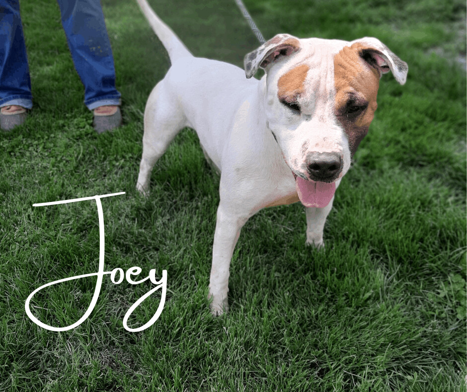 Joey, Adoptable, Adult Male Pit Bull Terrier.