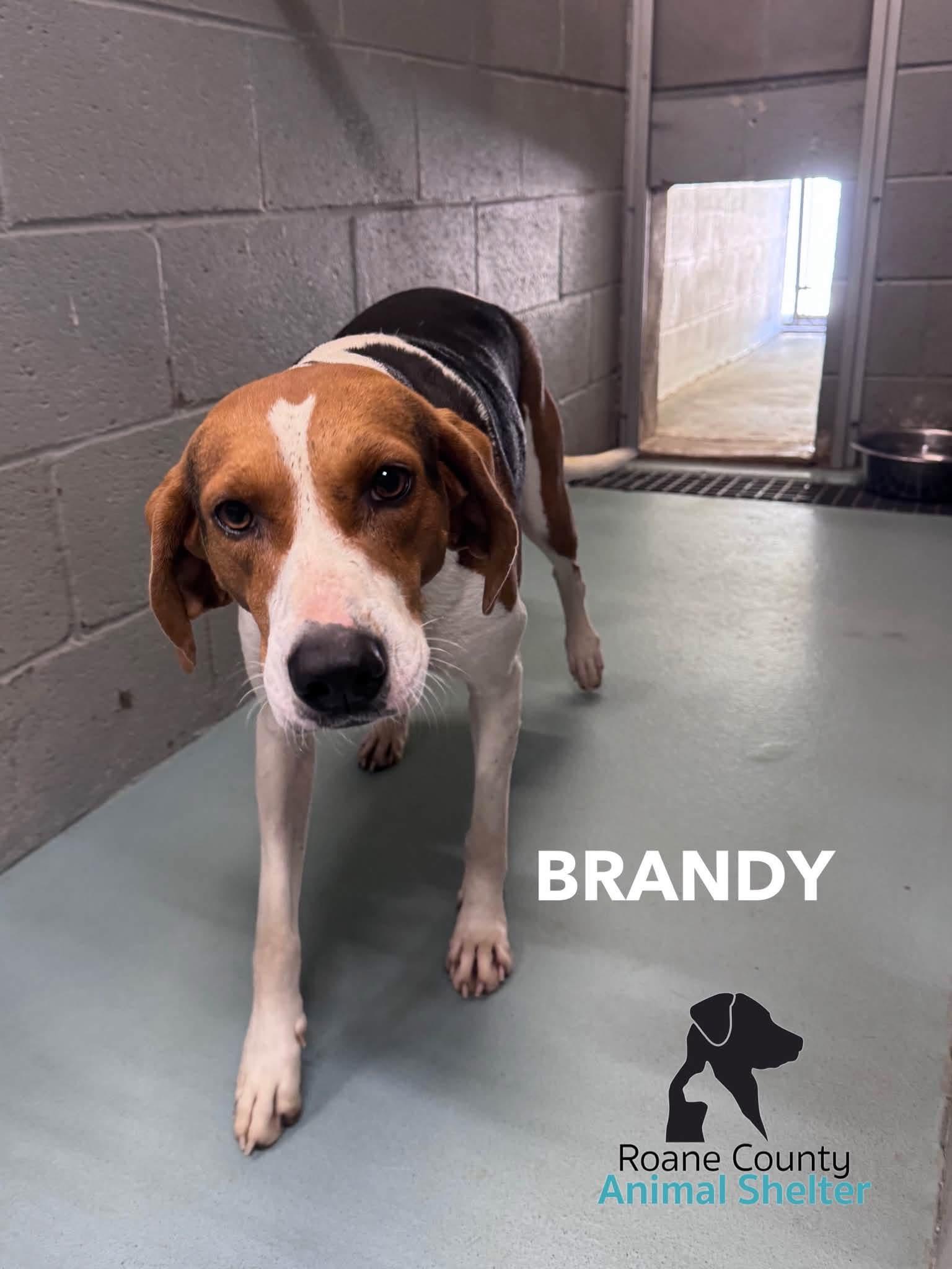 Brandy, Adoptable, Adult Female Treeing Walker Coonhound.