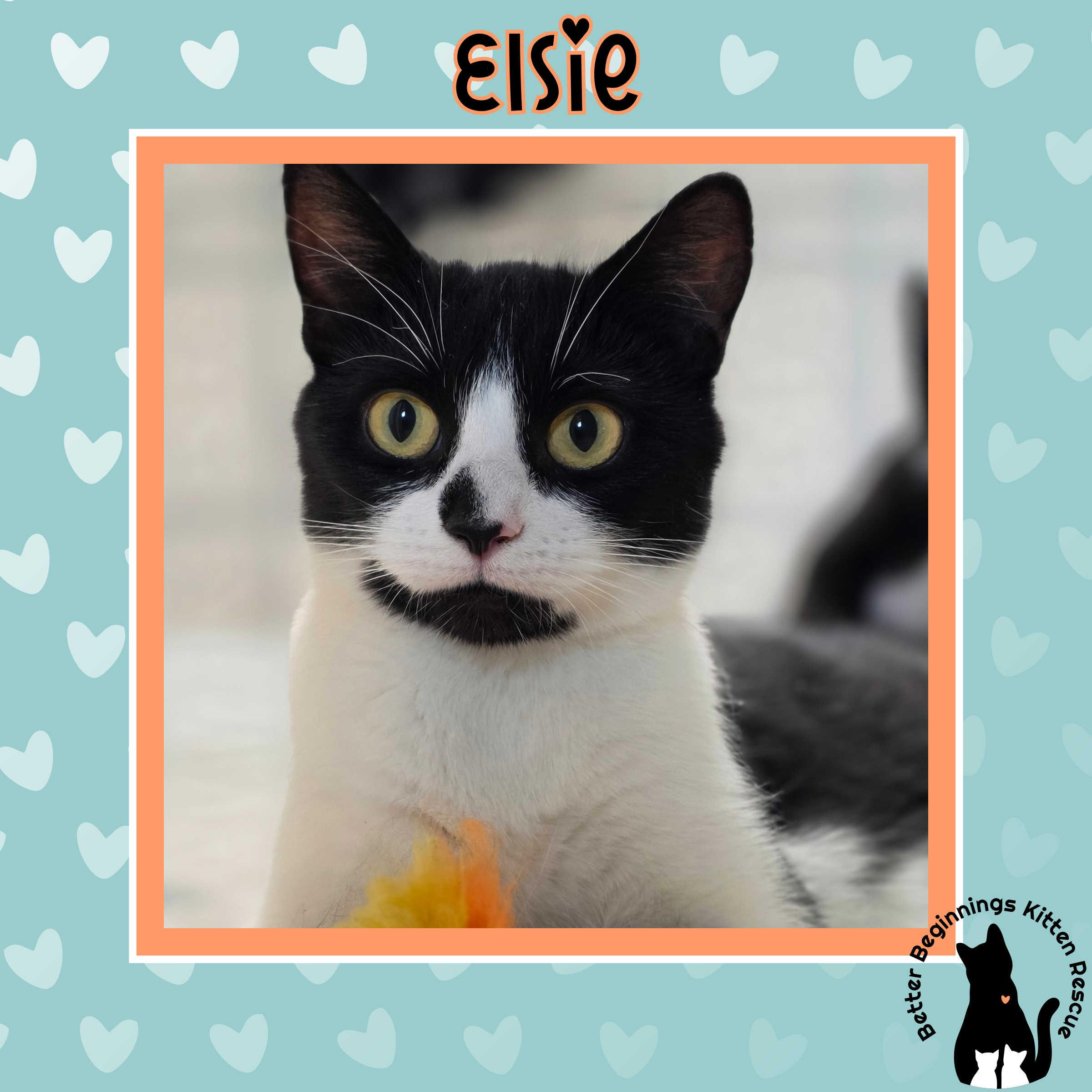 Elsie, Adoptable, Young Female Domestic Short Hair.