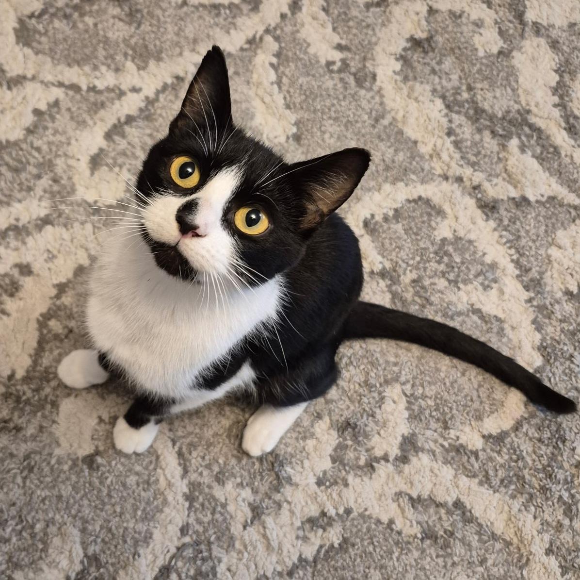 Enlarge Elsie, a Adoptable mixed breed in Kamloops, BC image 2/6