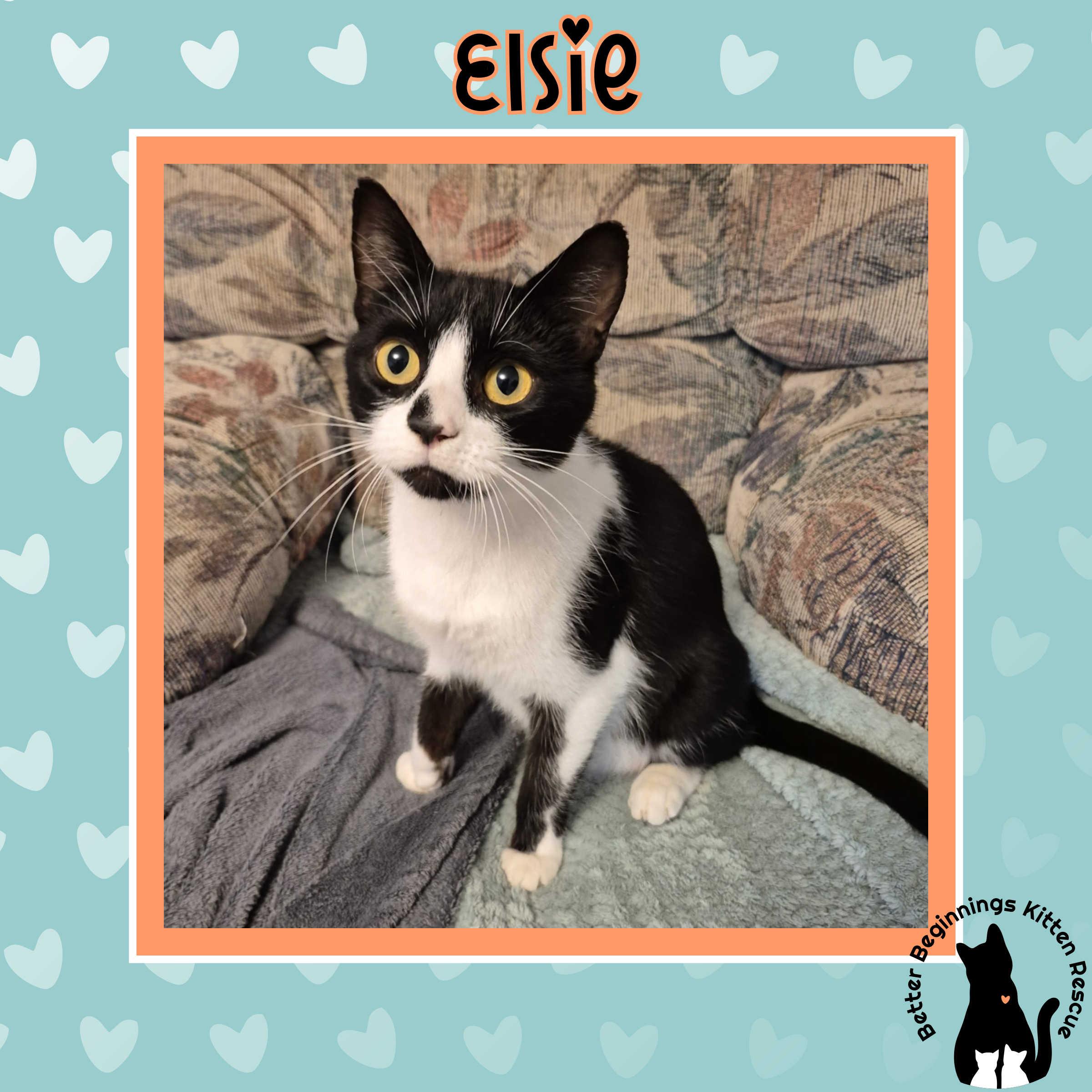 Enlarge Elsie, a Adoptable mixed breed in Kamloops, BC image 4/6