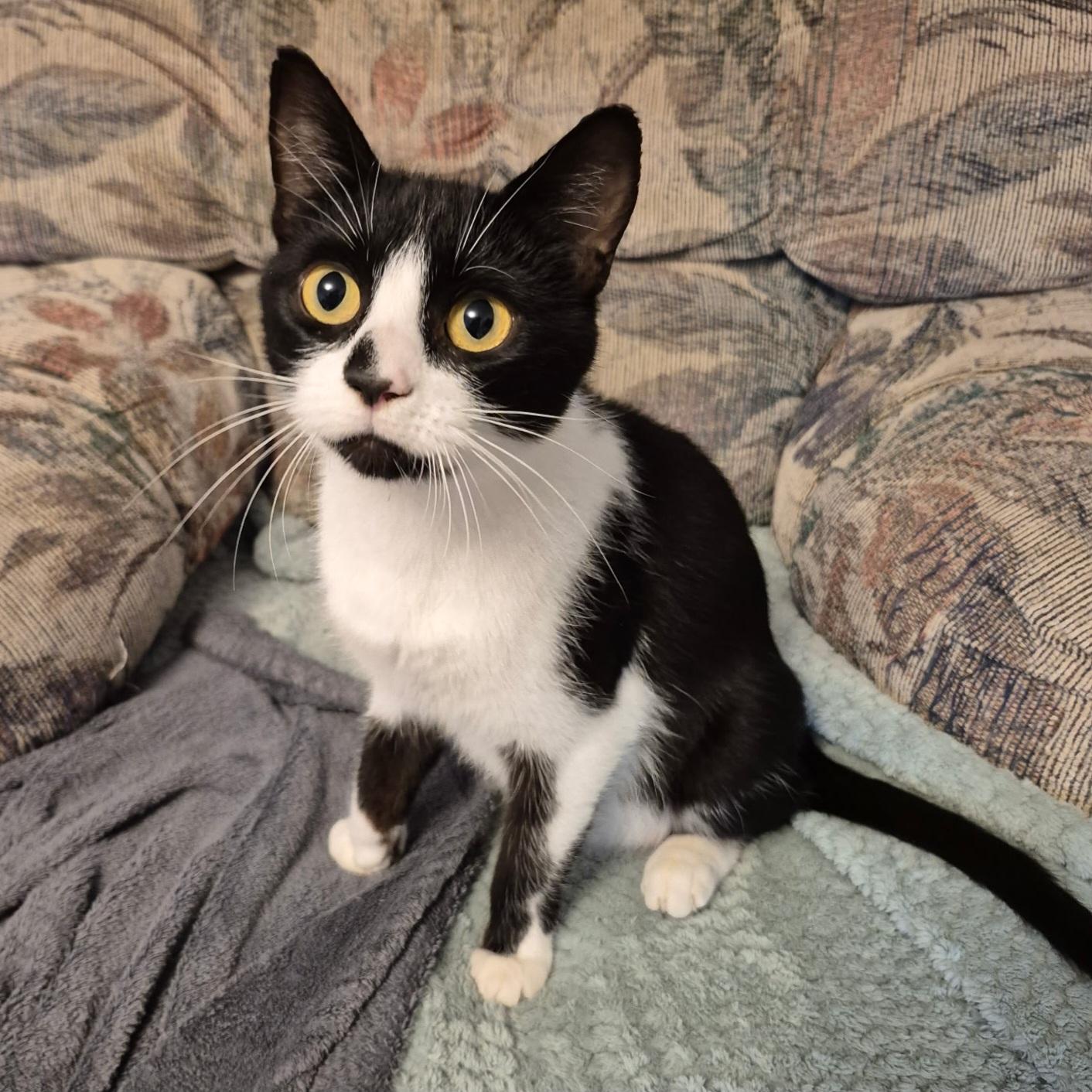 Enlarge Elsie, a Adoptable mixed breed in Kamloops, BC image 6/6