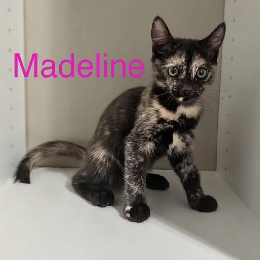 Madeline, Adopted, Kitten Female Tortoiseshell.