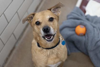 Enlarge Rover, a Adoptable mixed breed in Golden Valley, MN image 1/3