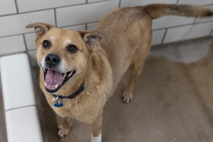 Enlarge Rover, a Adoptable mixed breed in Golden Valley, MN image 2/3