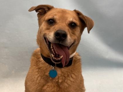 Enlarge Rover, a Adoptable mixed breed in Golden Valley, MN image 3/3